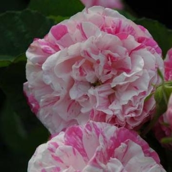 Rosa centifolia variegata - Vibert