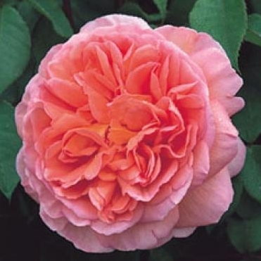 Abraham Darby