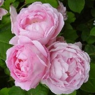 Rosa centifolia