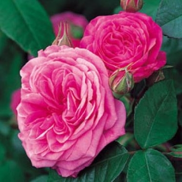 Gertrude Jekyll