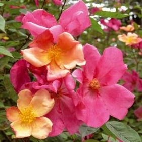 Mutabilis