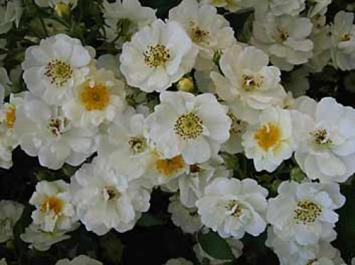 Rambling Rector 