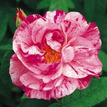 Rosa Mundi