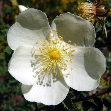 Rosa Pimpinellifolia