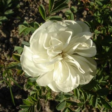 Rosa Pimpinellifolia - Paula Vapelle - Louette