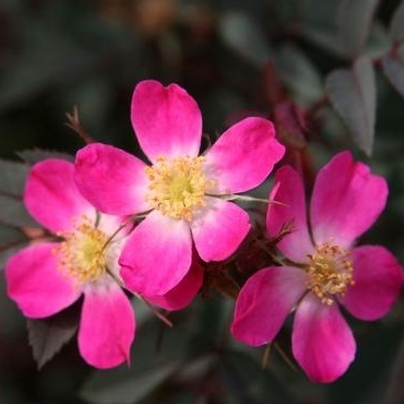 Rosa Rubrifolia