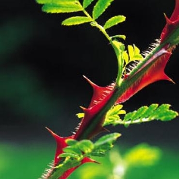 Rosa Sericea Pteracantha - Chine