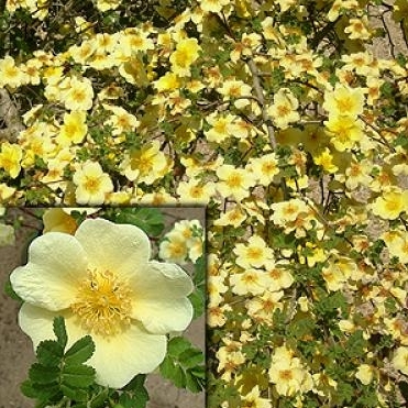 Rosa Xanthina - Canary Bird