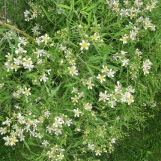 Rosa multiflora Watsoniana