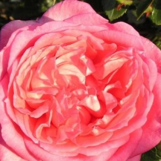 La Rose de Molinard