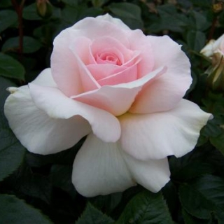A Wither Shade of Pale