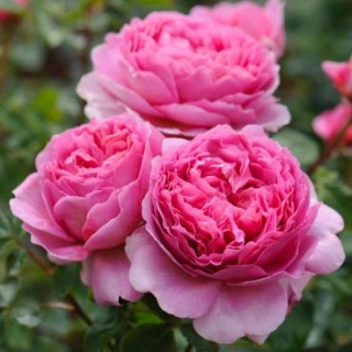 Princess Alexandra of Kent