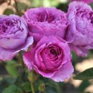 Adore Aroma