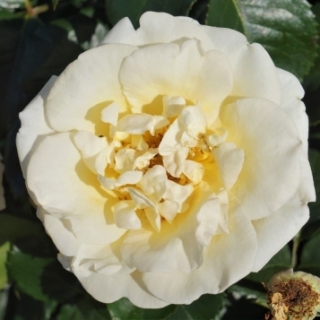 Baroniet Rosendal