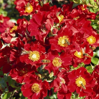 Bienenweide Rot