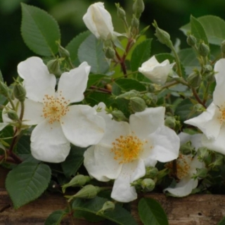 Clematis Rose