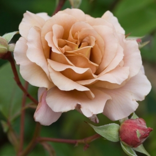 Julia's Rose