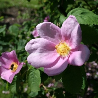 Rosa majalis