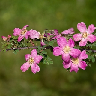 Rosa willmottiae