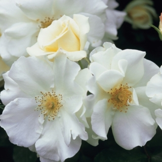 White Flower Carpet